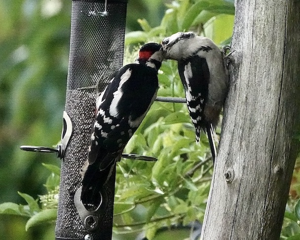great spotted woodpecker